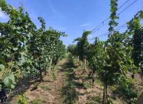 Prodej pozemek - vinice o výměře 1.774m2 - cca 500 hlav v 6ti řadách, k.ú. Velké Pavlovice